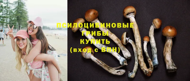 Галлюциногенные грибы Magic Shrooms  Новоульяновск 